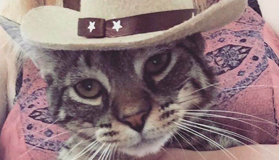 Beef rocking the latest trend in feline hats.