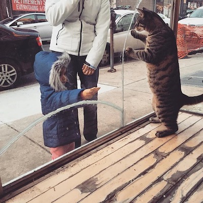 Beef overseeing construction at the cafe, and trying to steal a cookie from a young human.