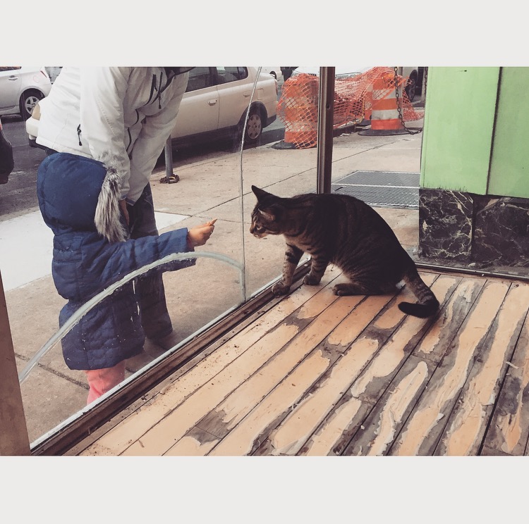 kawaii-cat-cafe-meow