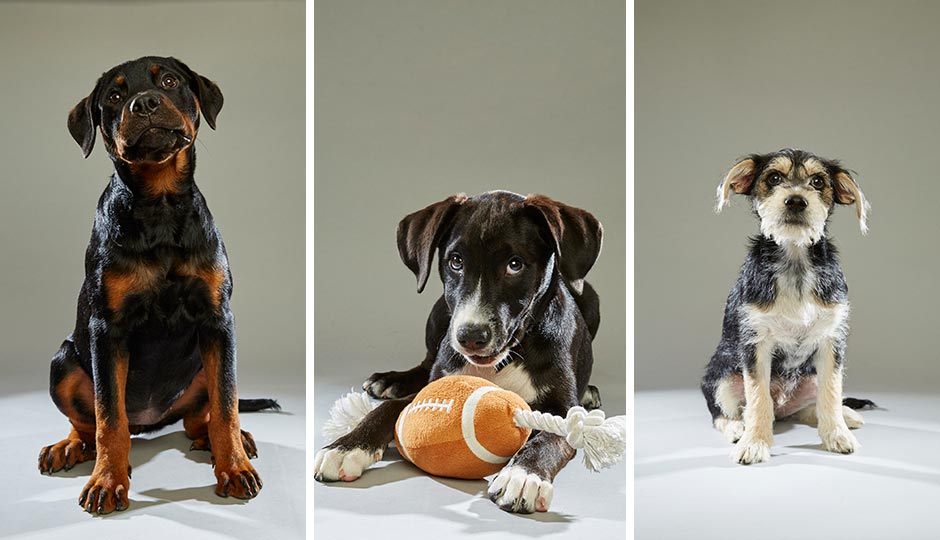 From left: Rottweiler Leah; Lab Marley; Kevin