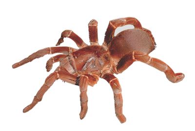 what-to-do-philly-january-tarantulas