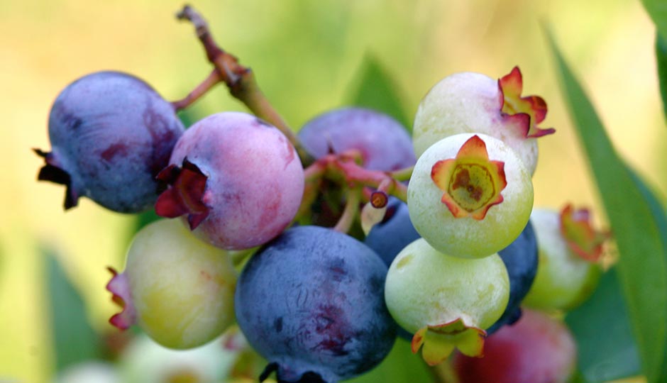 By PhreddieH3 at English Wikipedia - Transferred from en.wikipedia to Commons., Public Domain, https://commons.wikimedia.org/w/index.php?curid=7004302