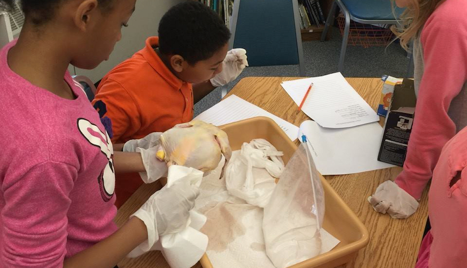Students making chicken mummies. (Photo via Facebook)
