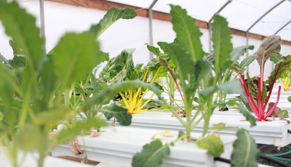 Hydroponic greens at Greensgrow | Photo by Lauren McGrath