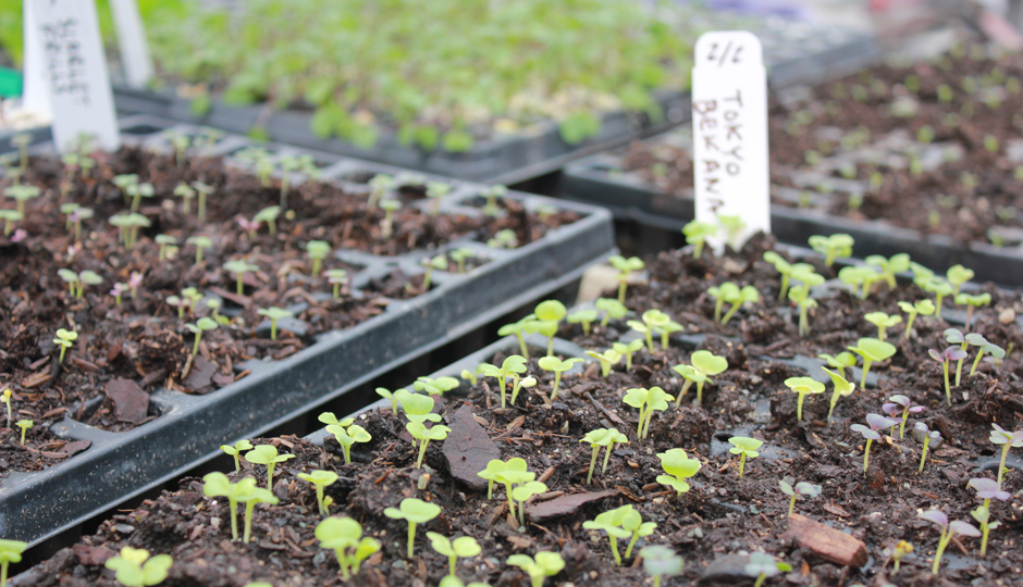 greensgrow seedings