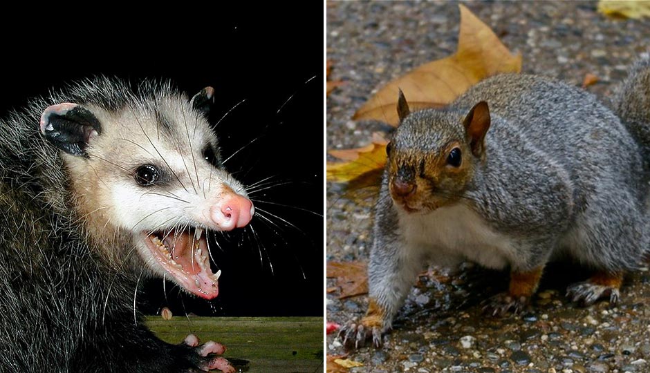 Possum: "AwesomePossum-AmericanOpossum" by PiccoloNamek at the English language Wikipedia. Licensed under CC BY-SA 3.0 via Commons. Squirrel: "Eastern Gray Squirrel Philadelphia, PA" by HRae at English Wikipedia. Licensed under CC BY-SA 3.0 via Wikimedia Commons.