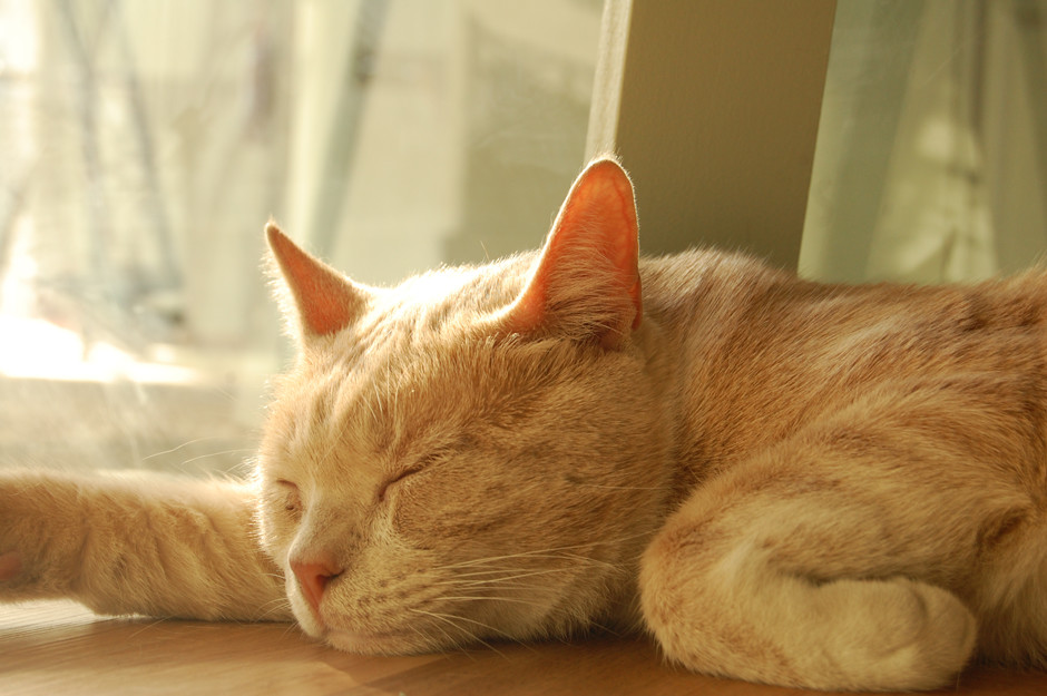 DembeleCat-6