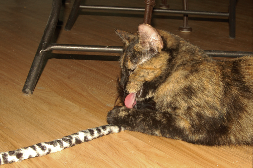 Kinky Boots grabs a toy at Le Cat Cafe on Wednesday March 9 | By Mariam Dembele
