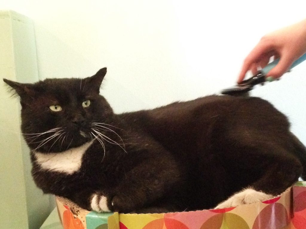 Oreo gets a bush down by one of the Cafe visitors on Wednesday, March 9. | By Mariam Dembele