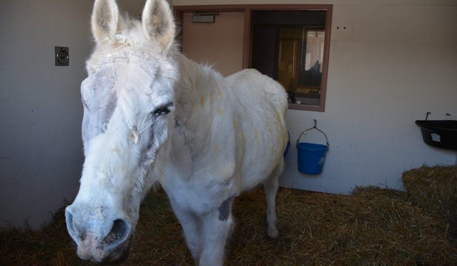 Photo from Penn Vet New Bolton Center Facebook page.