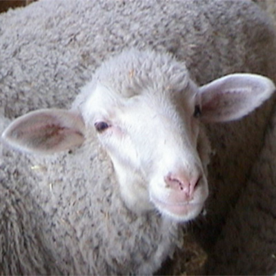 antonella le virtu sheep 400