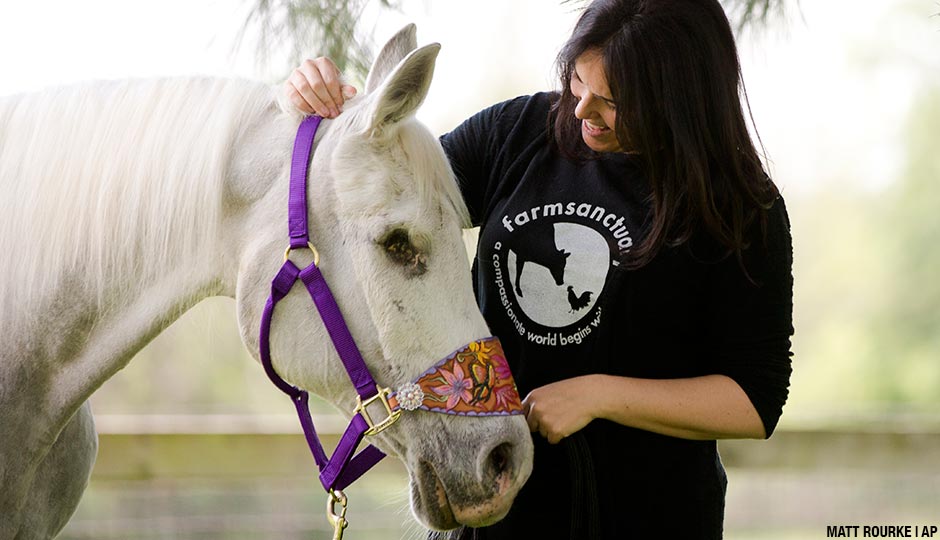 Tracey Stewart stands besides Lily the horse she is adopting during a news conference Wednesday, May 25, 2016, in Kennett Square, Pa. The former owner of the horse adopted by Jon Stewart and his wife Tracey that was portrayed as having been shot by paintballs over 100 times, said Wednesday the animal was used at children's finger-painting parties and was never injured by a paintball gun.