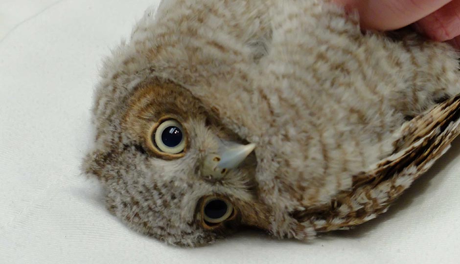 "Ridley," the owl rescued by Cecily Tynan, getting ready to receive fluids. Tynan called the Schuylkill Center before intervening, which is what experts recommend.