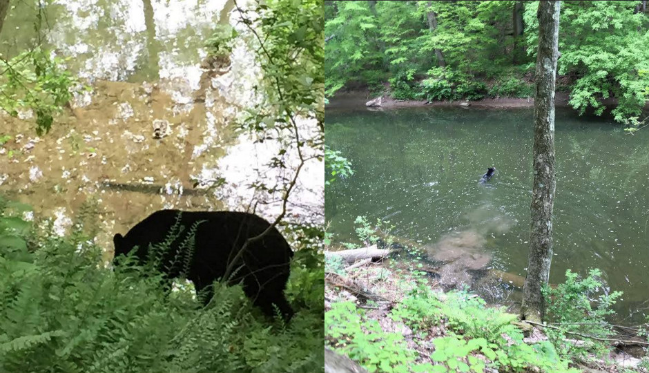 Photo courtesy of the Friends of the Wissahickon Facebook