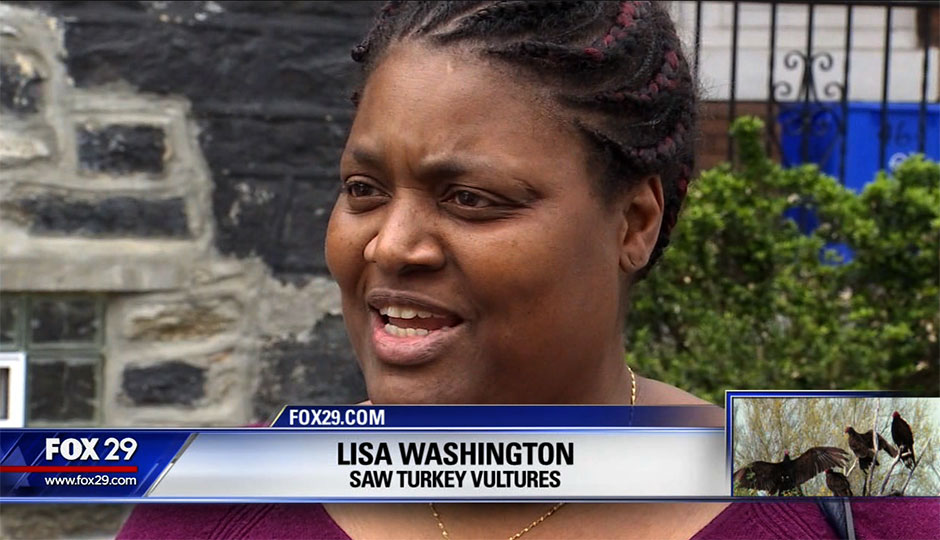 Fox 29 - saw turkey vultures