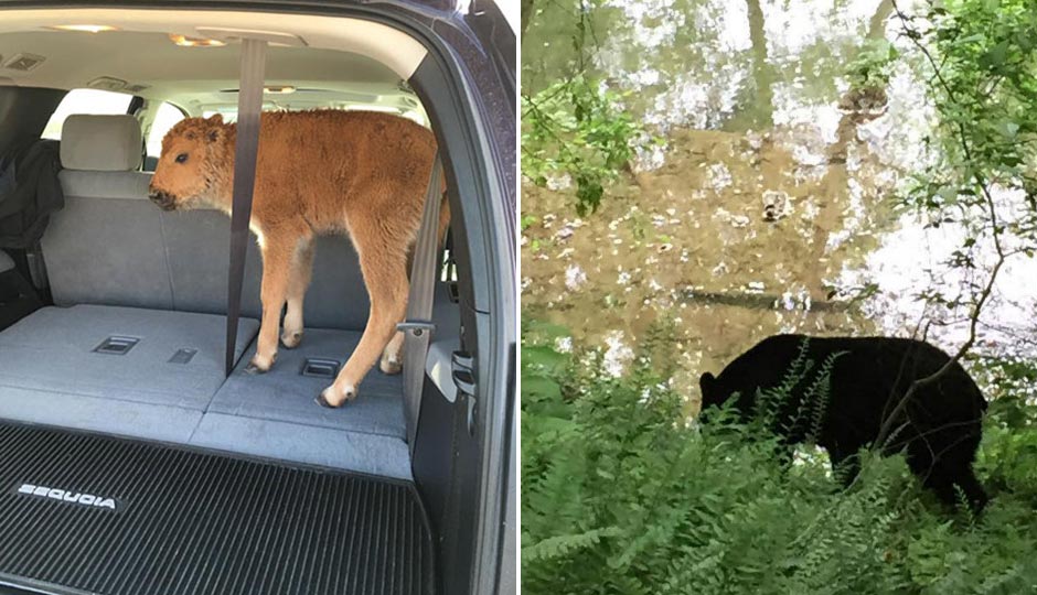 Left: The Yellowstone baby bison. Right: The Wissahickon black bear.
