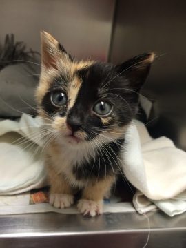 Courtesy of the Providence Animal Center