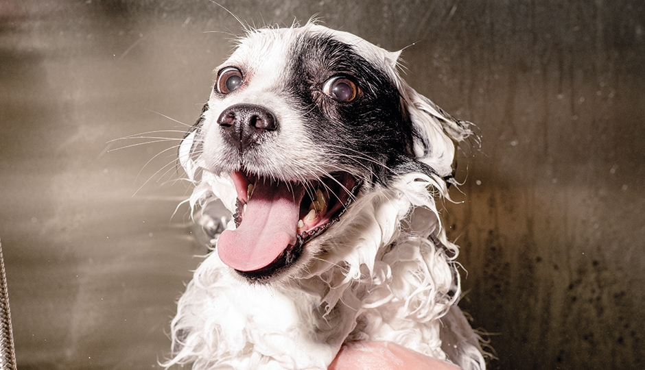 Chez Bow Wow | Photograph by Christopher Leaman