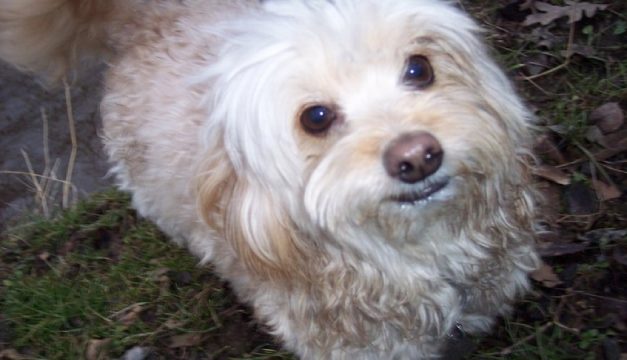 Peanut, on loan from humans Julia McIntyre, a Temple student, and Julia's mom, Sheila, plays Crab in The Two Gentleman of Verona.