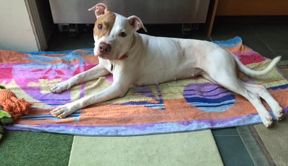 Penelope lounging on her towel. 