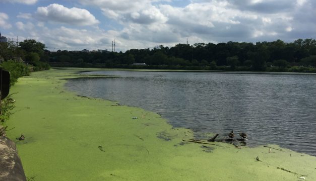 Duckweed on the Schuylkill | Photo by Jared Brey