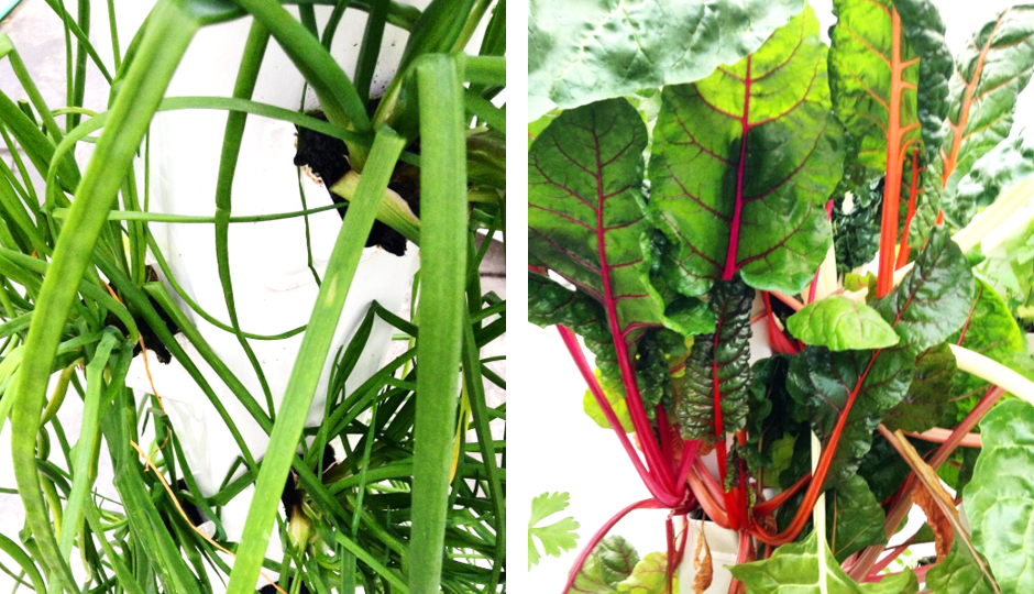Aeroponic chives and Swiss chard grown in the mobile greenhouse | Photos via Instagram