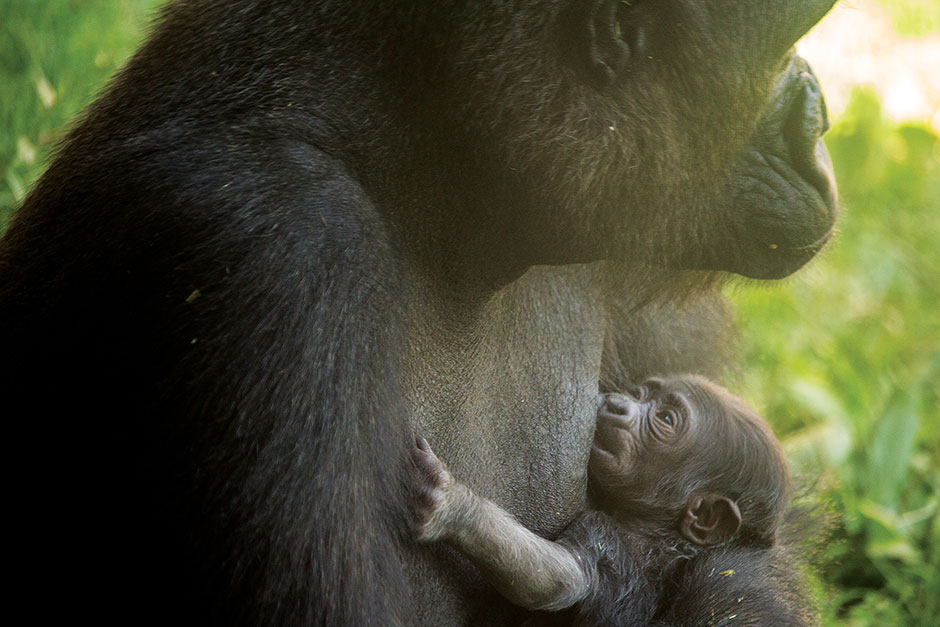 Baby gorilla at Philadelphia Zoo