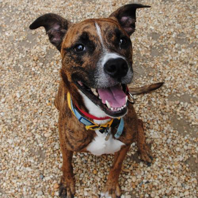 Friday, this week's adoptable running dog.