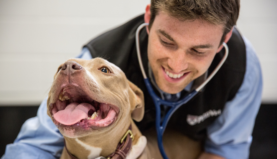 Clint Kuban examines a patient at Penn Vet. | Photo by X