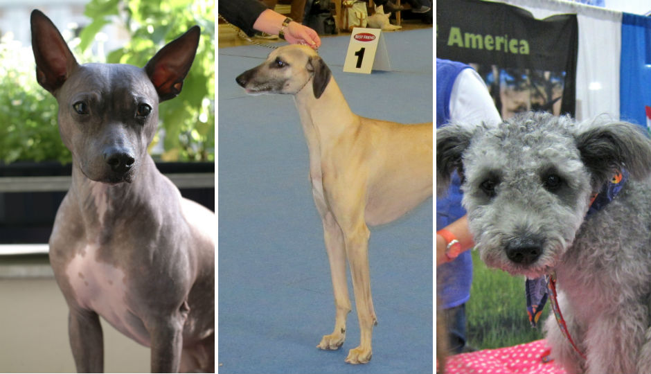 An American hairless terrier, a sloughi and a pumi.