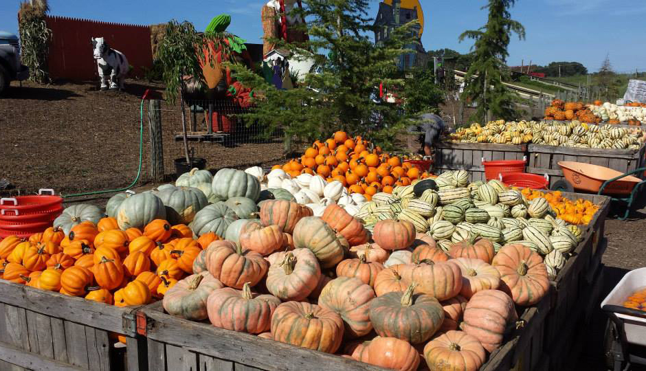 Pumpkinland at Linvilla Orchards | Photo via Facebook