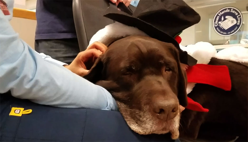 Tugger, a dog with HUP’s Pups, rests while dressed as Frosty the Snowman