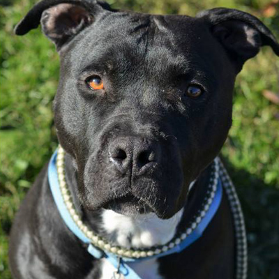 Say hello to Rocky | Photo courtesy the Monster Milers