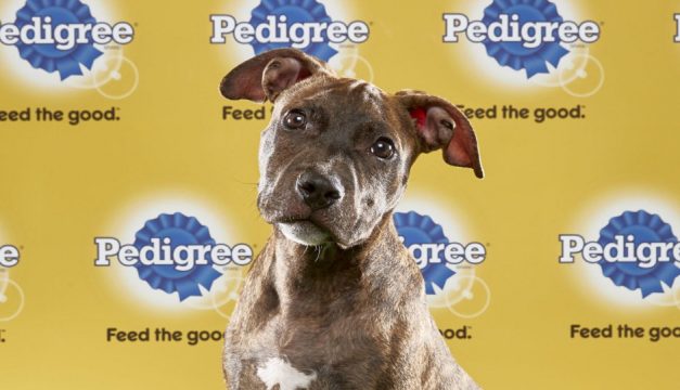 Meet Max from Morris Animal Refuge at Devil's Den. Photo from Animal Planet