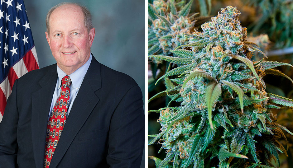 Rep. Barry J. Jozwiak / marijuana plant