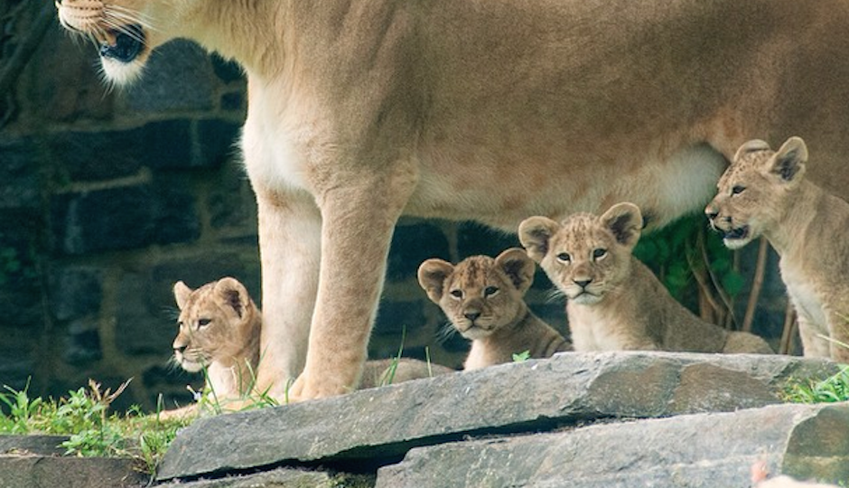 Cub Scouting: What's the Future Hold for the Zoo's Baby Lions? - Philadelphia Magazine