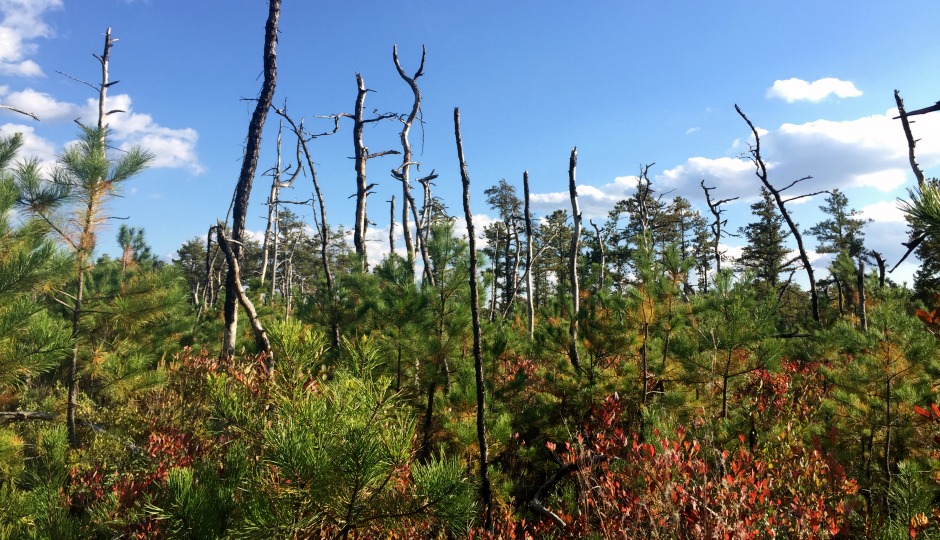 pine-barrens-940x540
