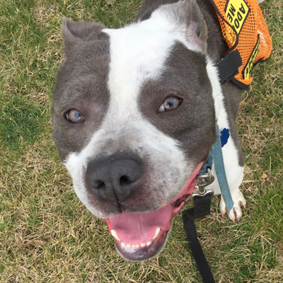 Bruno is up for adoption at PAWS. 