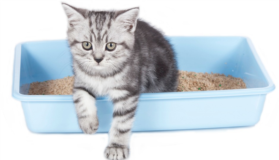 cat litter