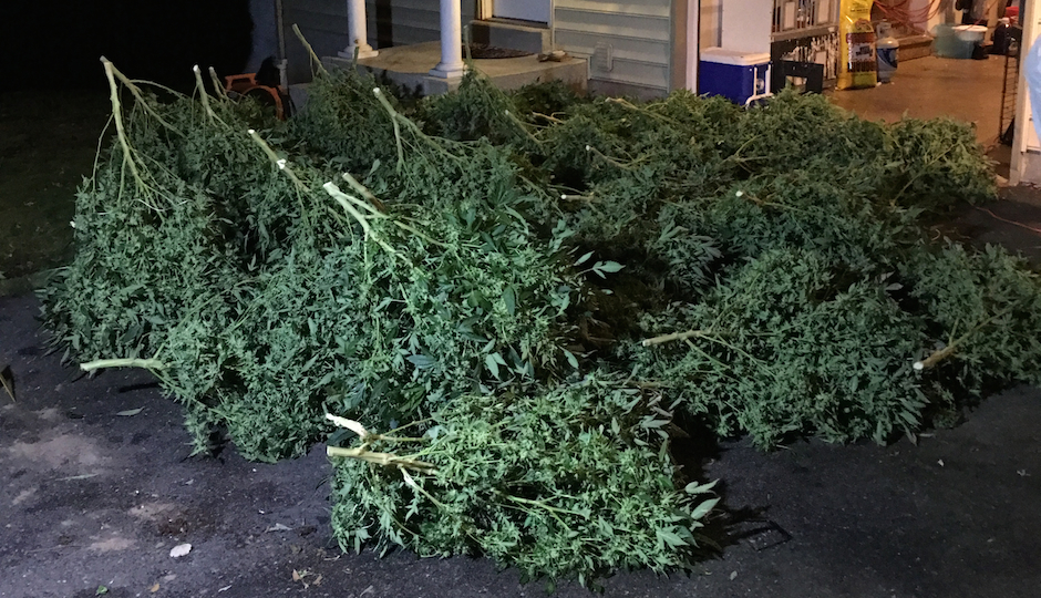 Seized marijuana plants in Chester County.