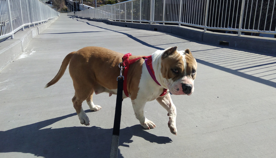 Meatball out on the Schuylkill Banks Boardwalk | Photo courtesy the Monster Milers