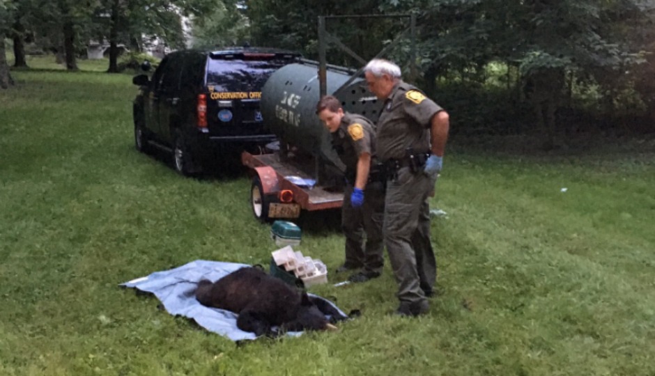 bucks county black bear