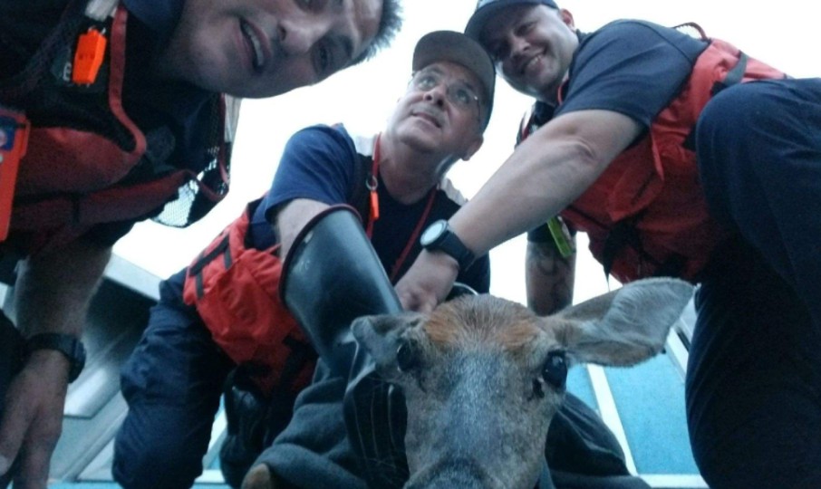deer, delaware river