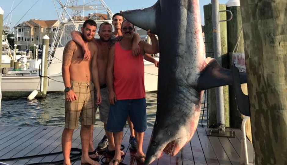 mako shark