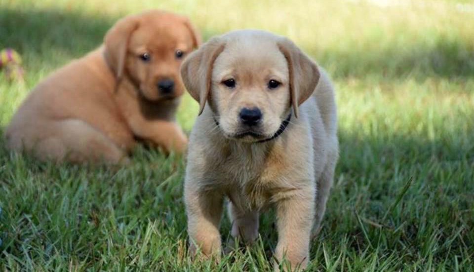 ppd, puppies
