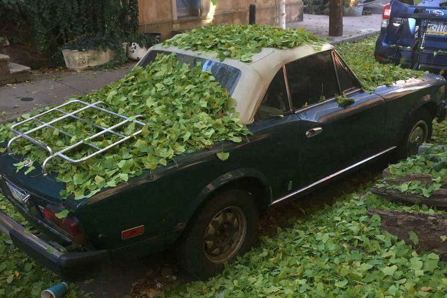 ginkgo leaves