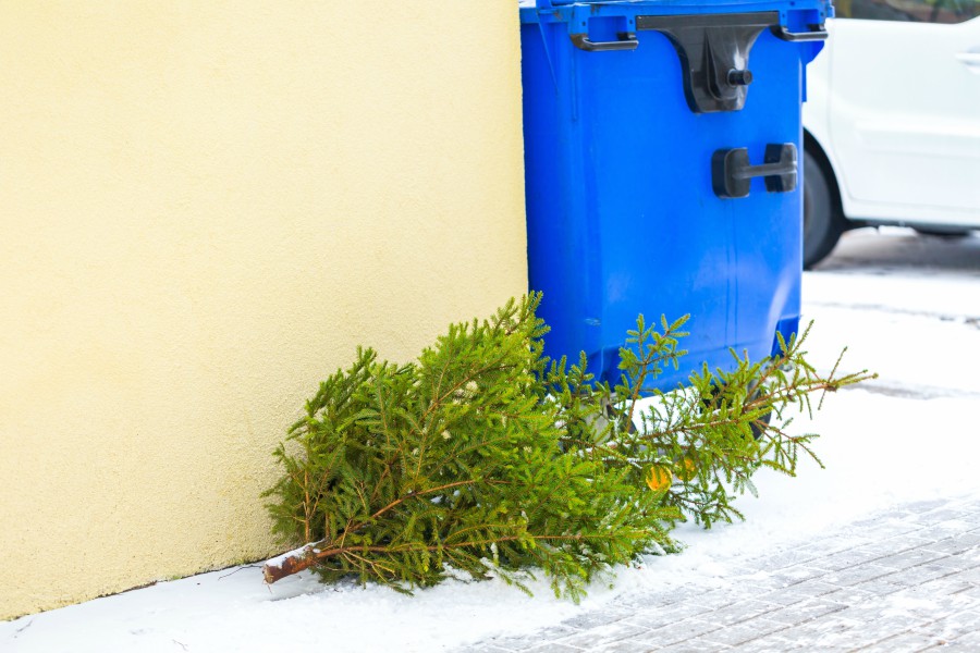 christmas tree, curb