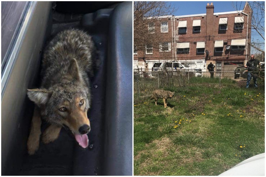 coyote
