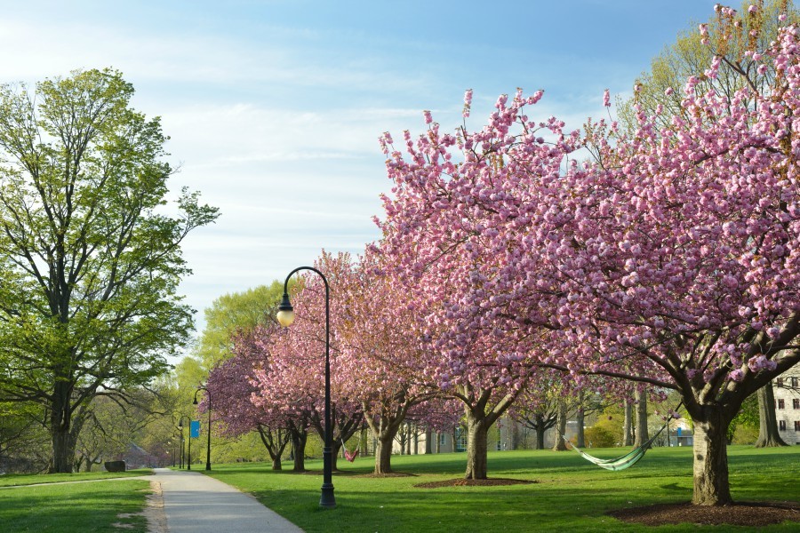 spring in philly, cherry blossoms
