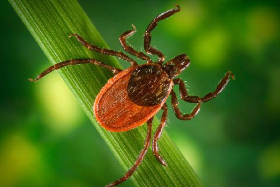 deek ticks, lyme disease